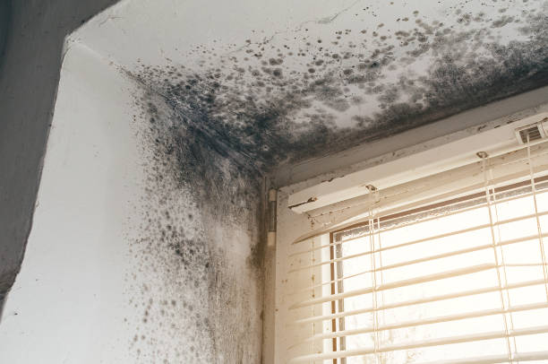 Affordable Mold Remediation solutions in Parksley, VA