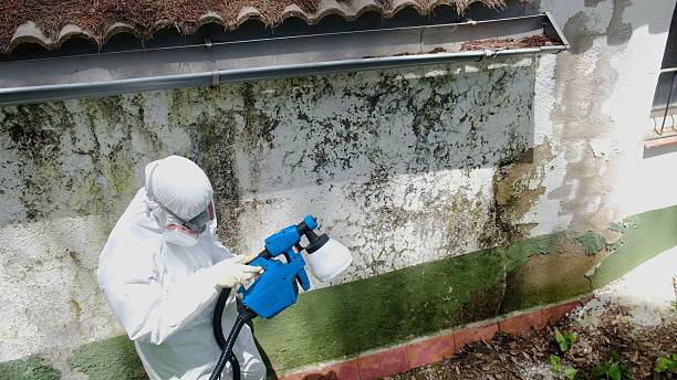 Top rated local Mold Remediation specialists in Parksley, VA